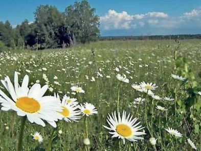 Приметы июля