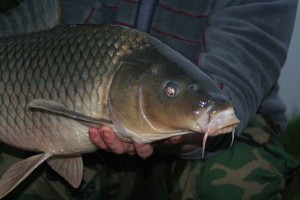 lovlya_karpa_vesnoy_foto_01-1