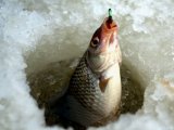 Зимняя ловля сазана