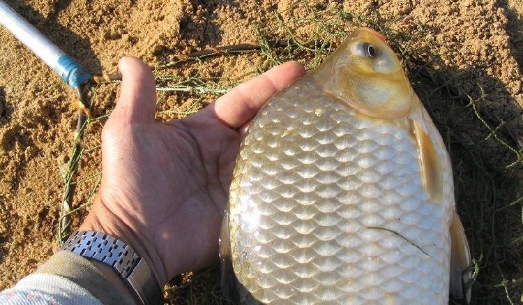 рыбалка на карася