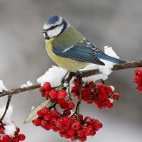 погода на сретение приметы