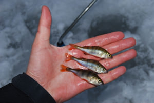 Ловля на живца