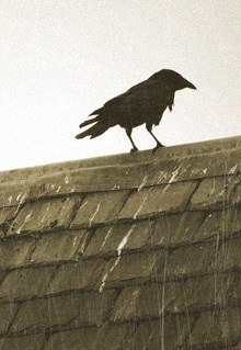 народные приметы о погоде ворона купается