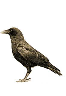 народные приметы о погоде ворона купается