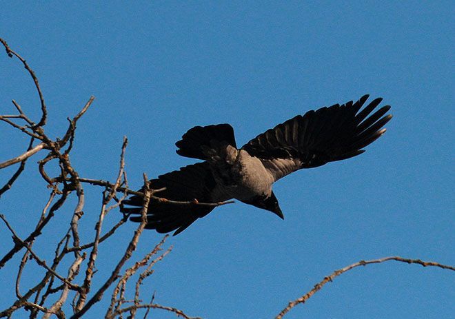 народные приметы о погоде ворона купается