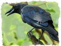 народные приметы о погоде ворона купается