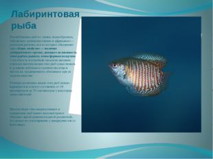 Лабиринтовая рыба Род небольших рыб из отряда окунеобразных, обитающих преиму