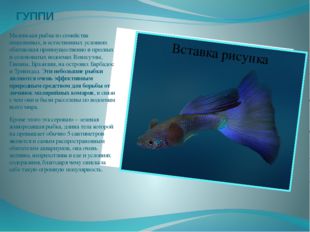 ГУППИ Маленькая рыбка из семейства пецилиевых, в естественных условиях обитаю