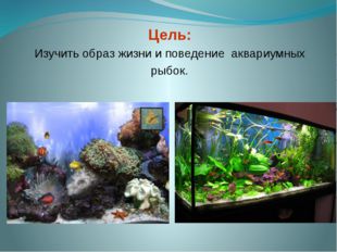 Цель: Изучить образ жизни и поведение аквариумных рыбок.