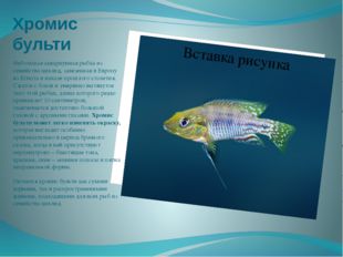 Хромис бульти Небольшая аквариумная рыбка из семейства цихлид, завезенная в Е