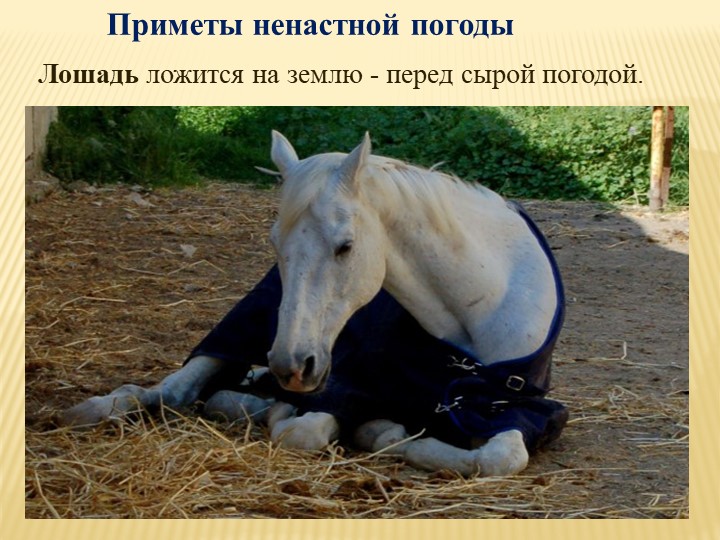 Лошадь ложится на землю - перед сырой погодой.Приметы ненастной погоды