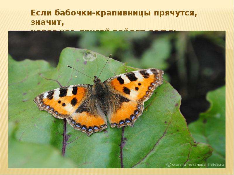 Презентация на тему Народные Приметы погоды , слайд №17