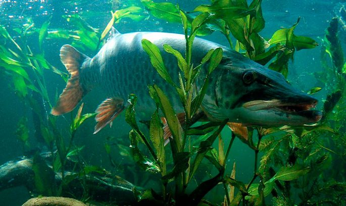 Щука и атмосферное давление