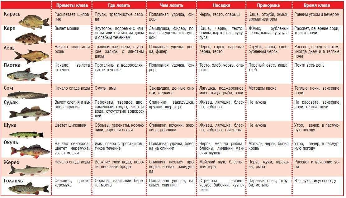 При каком давлении лучше клюет рыба? оптимальное атмосферное давление для рыбалки летом на карася и карпа, плотвы и для ловли другой рыбы