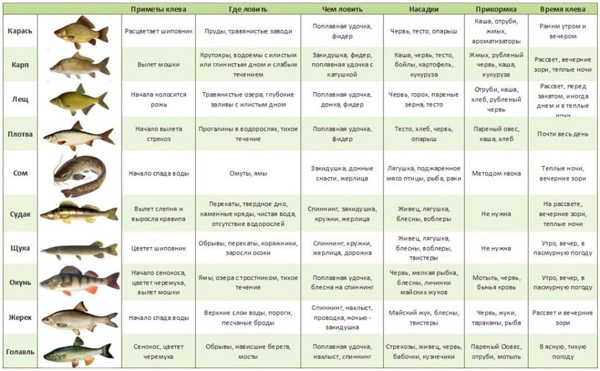 Погода для рыбалки: когда лучше ловить рыбу? в какую погоду клюет карась и карп? влияние на клев, благоприятная рыболовная погода летом и зимой