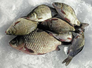 При зимнем лове важно учитывать, что карась не любит сильных морозов.