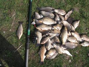 Карасей не бывает много, чем больше их удается поймать, тем лучше.