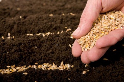 Ранний посев семян