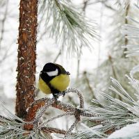 приметы на 22 декабря