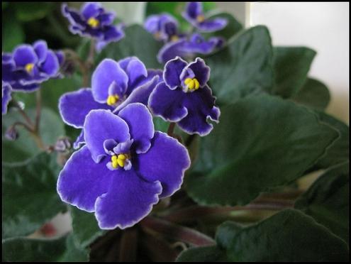 приметы фиалки