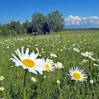 приметы на николу летнего 22 мая