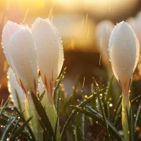 приметы на николу 22 мая