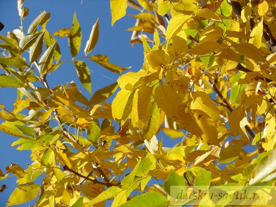 солнечный клён