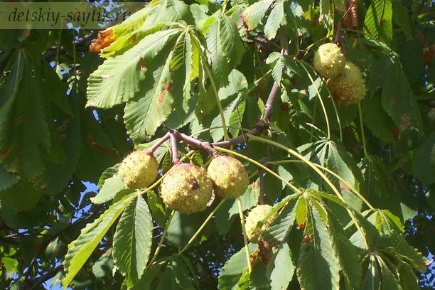 каштаны фото