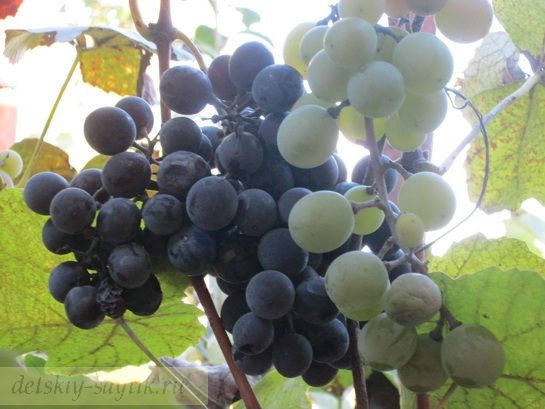 виноград фото