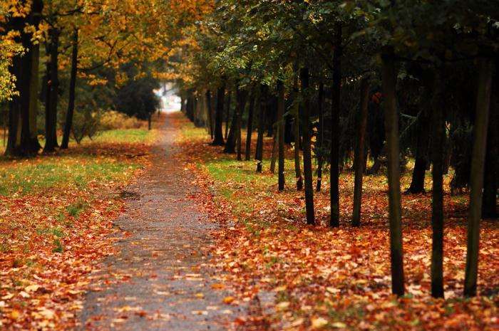 приметы осени для дошкольников 4 5 лет