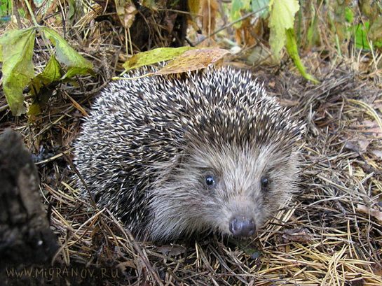 ёжик