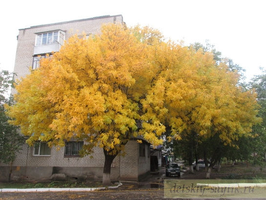 золотое осеннее дерево