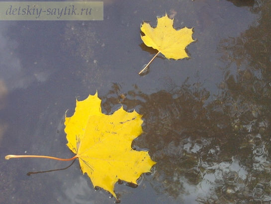 листья в луже