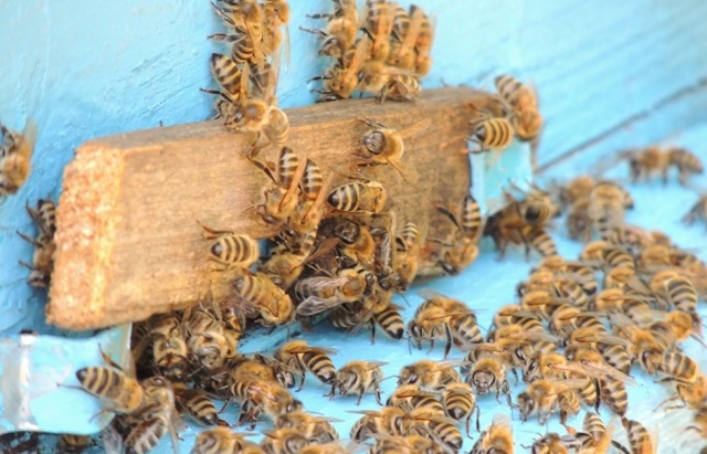 Приметы о погоде по поведению животных: как предсказать