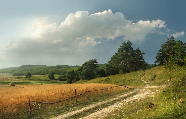 Приметы о погоде по поведению животных: как предсказать