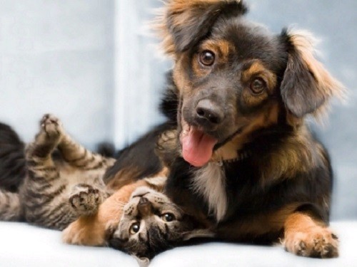 Приметы о погоде по поведению животных: как предсказать