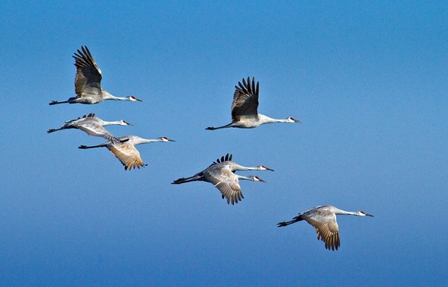 Приметы о погоде по поведению животных: как предсказать