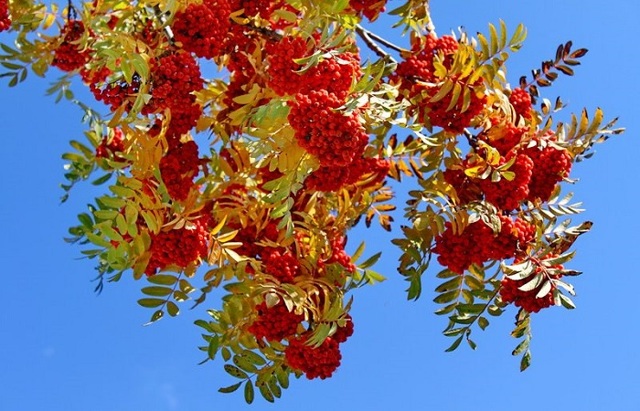 Приметы о погоде по поведению животных: как предсказать