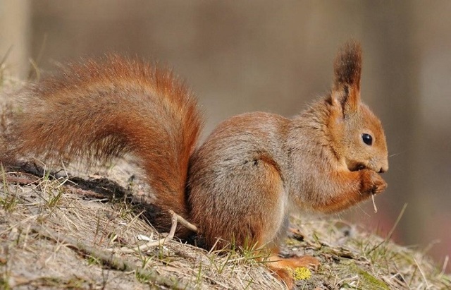 Приметы о погоде по поведению животных: как предсказать