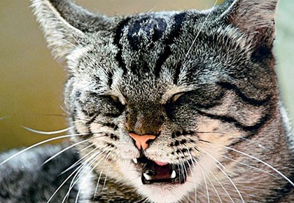 Приметы о погоде по поведению животных: как предсказать