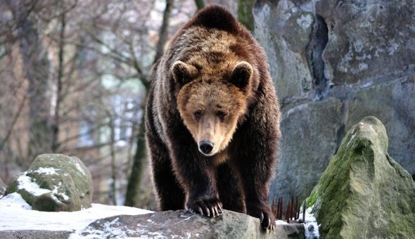 Приметы о погоде по поведению животных: как предсказать