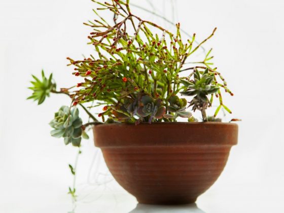 Растения реагируют на смену погоды