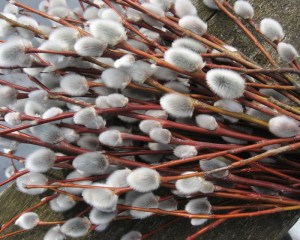 приметы на вербное воскресенье погода