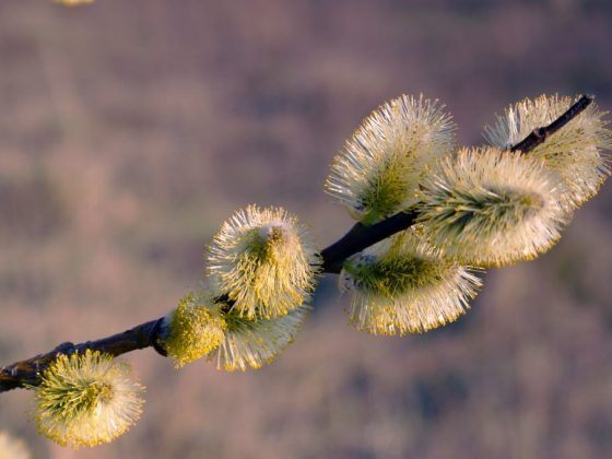 приметы на вербное воскресенье погода