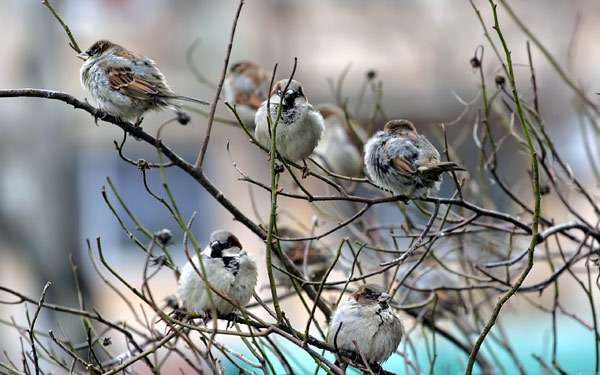 Приметы и поверья на сегодня 28 января 2020 года помогут узнать, какую погоду стоит ожидать в будущем