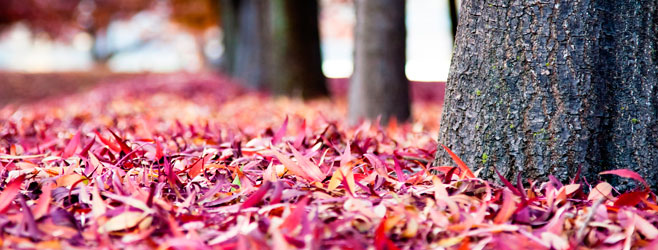 Приметы праздника Покрова Пресвятой Богородицы