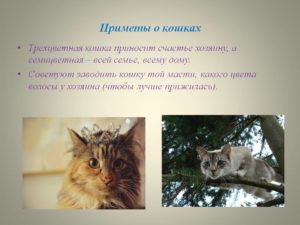 Приметы про кошку в доме, связанные с погодой, прибавлением в семействе