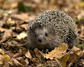 Приметы Осени для дошкольников