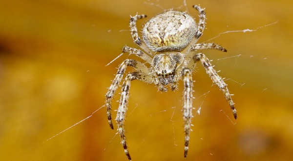 В какое время суток увидели?