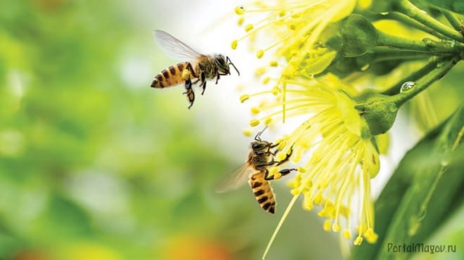Осы летят к цветку